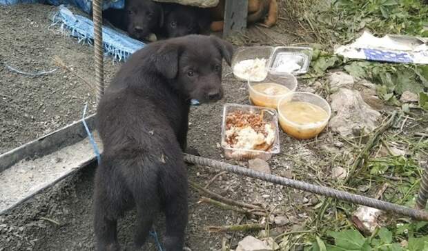 Бездомные собаки кошмарят жителей Владивостока