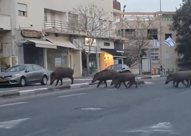 Кабаны прогулялись по улицам опустевшего из-за карантина города