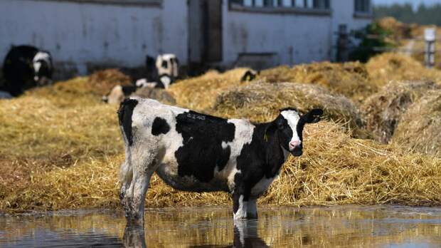 На Украине фермеры взвыли из-за войны в Иране. Нечем заправлять и удобрять