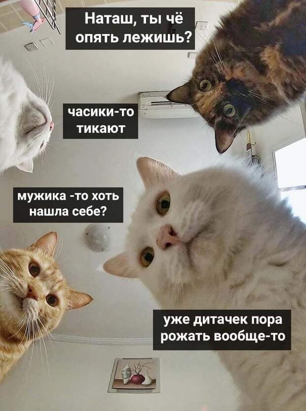 «Наташ, вставай, мы всё уронили»: откуда взялись мемы про Наташу и котов, которые теперь буквально везде