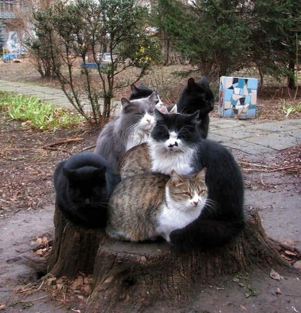 Любимый пенек животные, смех, снимок