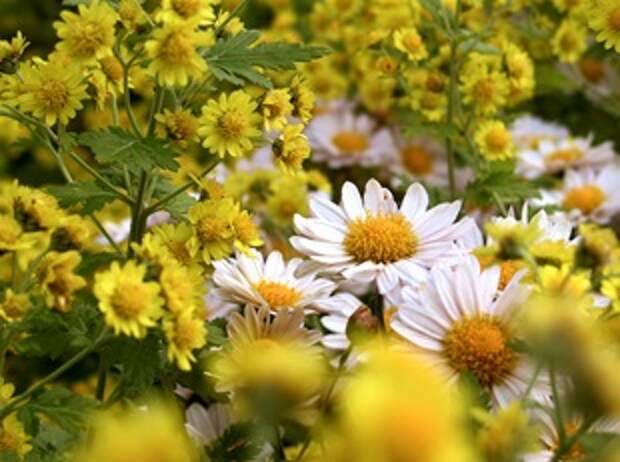 Хризантемы Хризантемы