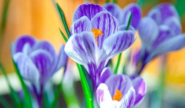 «Мосбилет» приглашает на выставку «Весна в царицынских оранжереях»