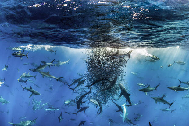 Разные виды акул и тунцы действуют совместно, чтобы атаковать косяк рыбы