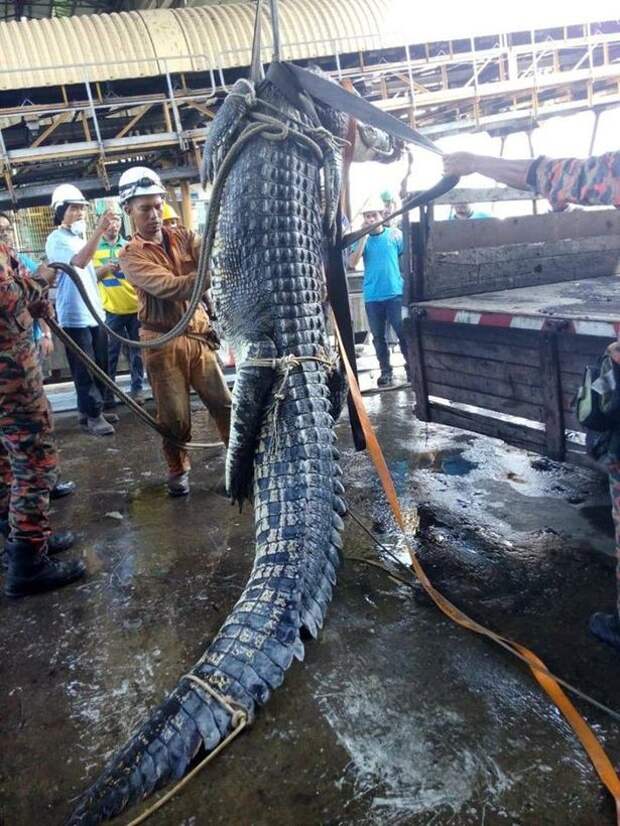 10 часов пожарные спасали 6-метрового крокодила из стока в мире, доброта, живность, животные, крокодил, люди, происшествия, спасение