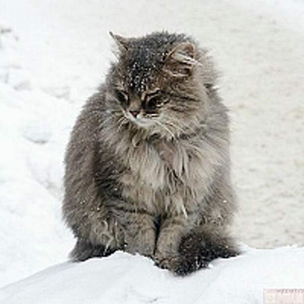 Кошки и Котята 72