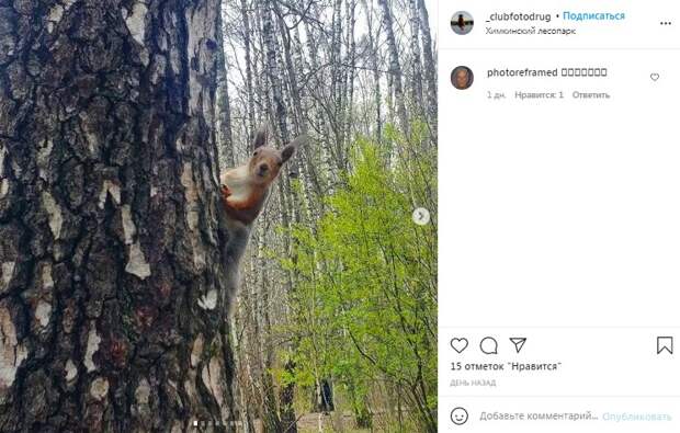 Фото дня: любопытная белка в Химкинском лесопарке