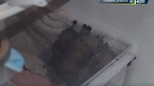 500 летучих мышей спят в холодильнике. Жительница Ростова устроила приют для «вампиров» в однушке