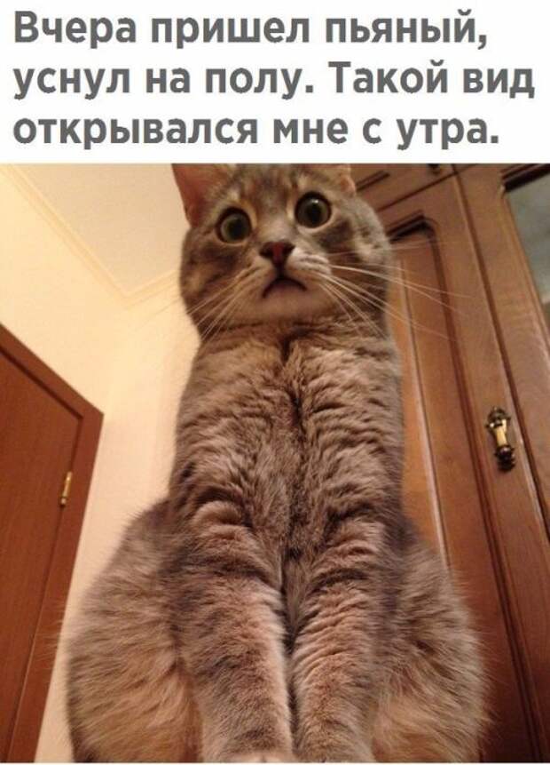Картинки со смешными подписями (20 фото)