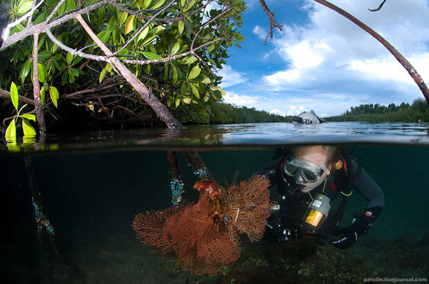 Фотография: Волшебный мир архипелага Раджа Ампат №8 - BigPicture.ru