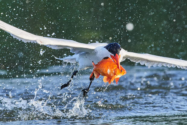 Увеличить фото