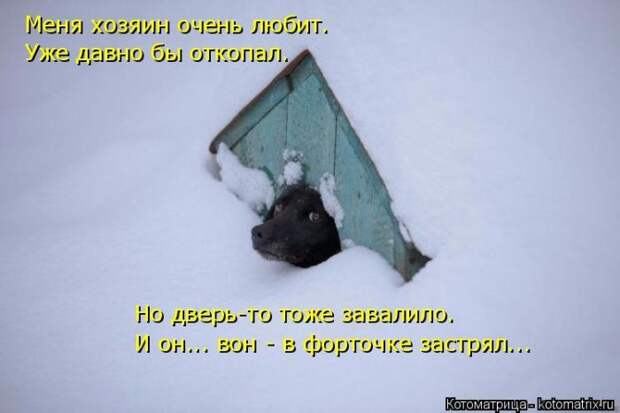 Лучшие котоматрицы недели (50 фото)