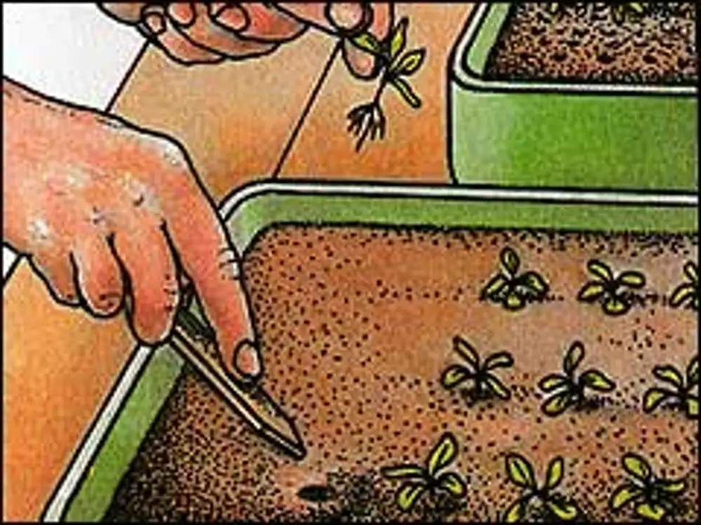 Пикировка рассады что это и для чего. Пикировка растений. Пикировка рассады цветов. Пикировать растение это. Пикирование рассады цветов.