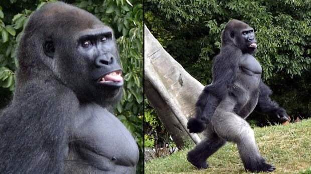 Фотогеничность в мире животных: бесподобная горилла позирует фотографу в зоопарке горилла, животные, зоопарк, обезьяна, приматы, смешно, фото, юмор