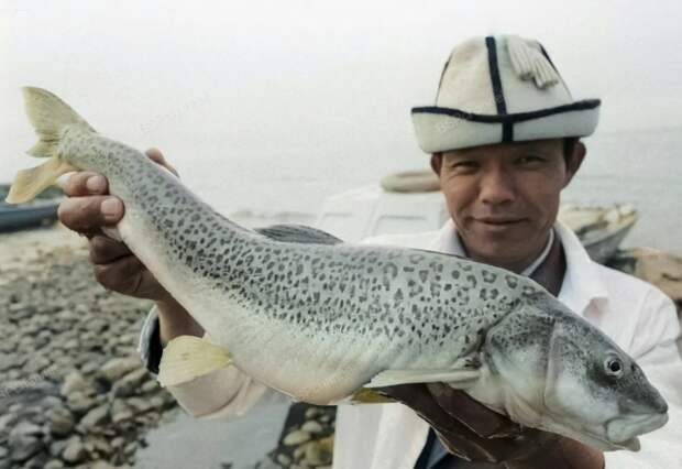 Ихтиолог Института биологии АН Киргизской ССР с форелью на берегу озера Иссык-Куль, 1981 год.