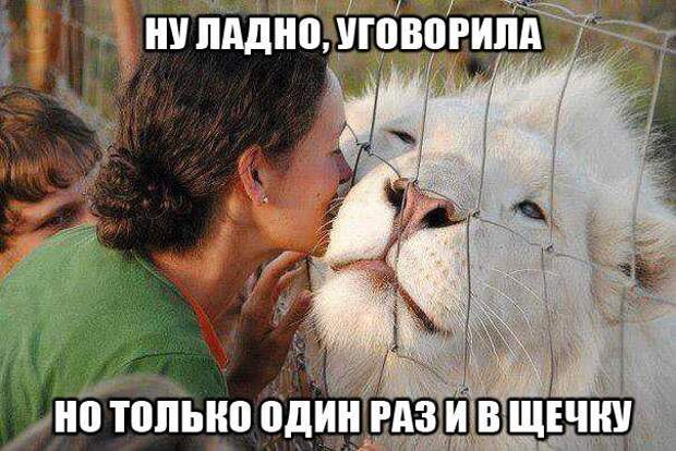 Забавные и веселые картинки с надписями для хорошего настроения (12 фото) Забавные и веселые картинки с надписями для хорошего настроения (12 фото)