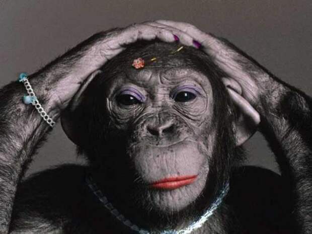 Картинки по запросу человек и обезьяна одно лицо картинка