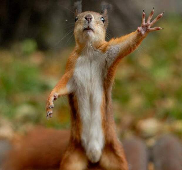 4326608_79305105_474bacafd6c0c34a6be17e672d9_prev (590x553, 29Kb)