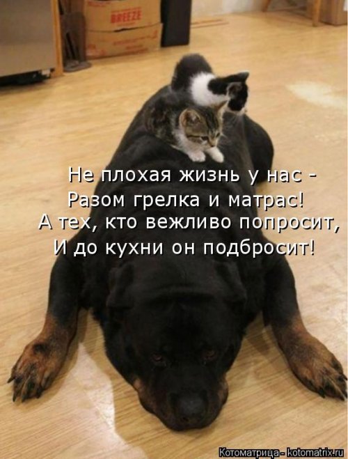 Новая котоматрица недели (39 фото)