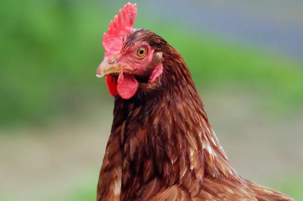 Несушка села на яйца: как приучить и как отучить домашнюю птицу высиживать яйца