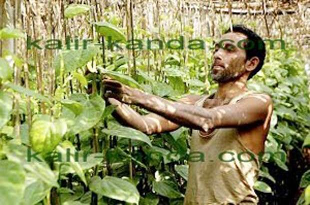 http://2.bp.blogspot.com/-zlOBp2FyWfc/T2awTS9Qs2I/AAAAAAAAAC4/Pc9uE7AbrDU/s320/kalir-kanda.jpg