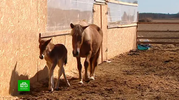 В Ленобласти спасают от исчезновения мезенских лошадей