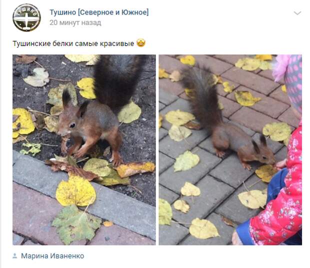 Фото дня: тушинская белочка-красавица