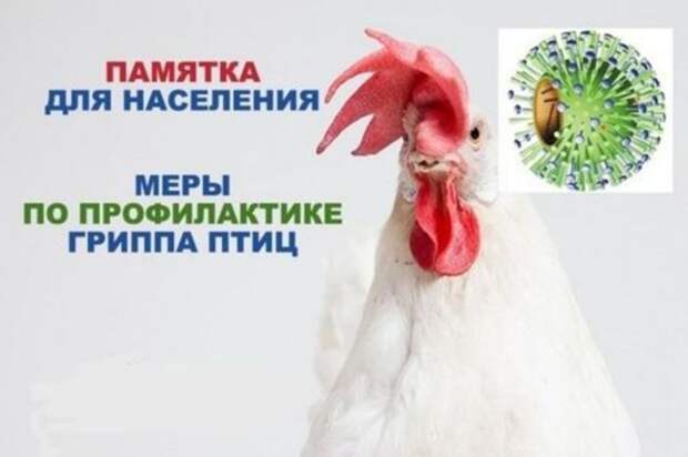 ВЫСОКОПАТОГЕННЫЙ ГРИПП ПТИЦ!