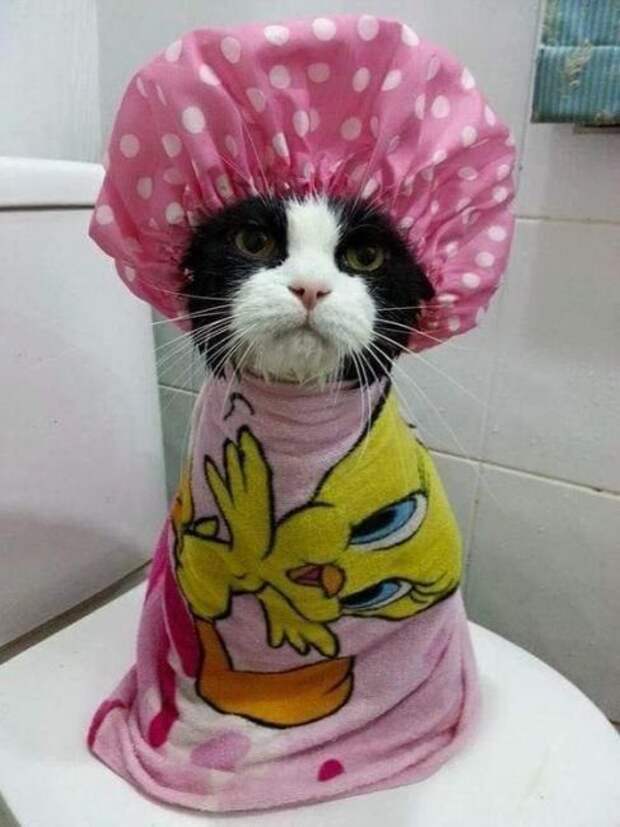 Забавный котопост)