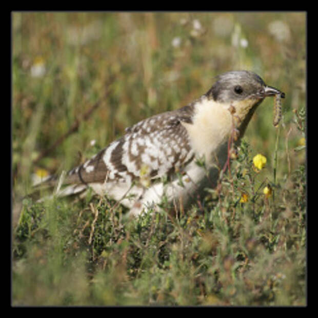 Почему птенцы кукушки растут в чужих гнездах?