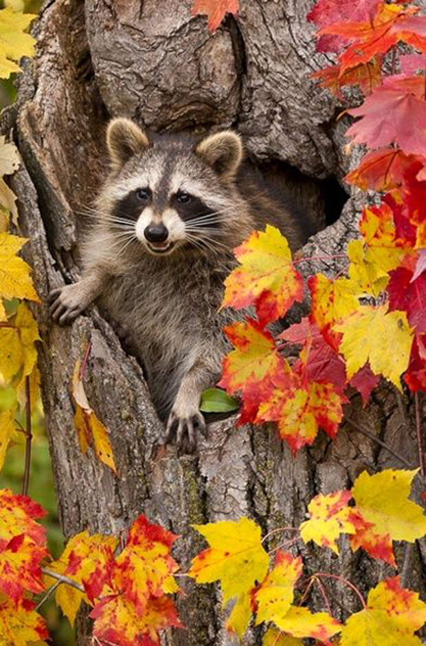 Raccoon in hole in tree with fall color, Pine County, MN