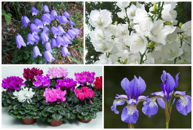 Траурные венки из колокольчиков, цикламенов и ирисов являются символом смирения, покорности и надежды.  смерть, траурные, факты, цветы