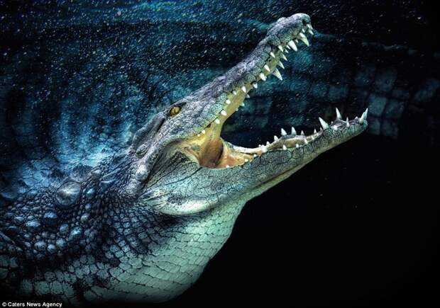 Аллигатор, демонстрирующий острые зубы  животные, фотография