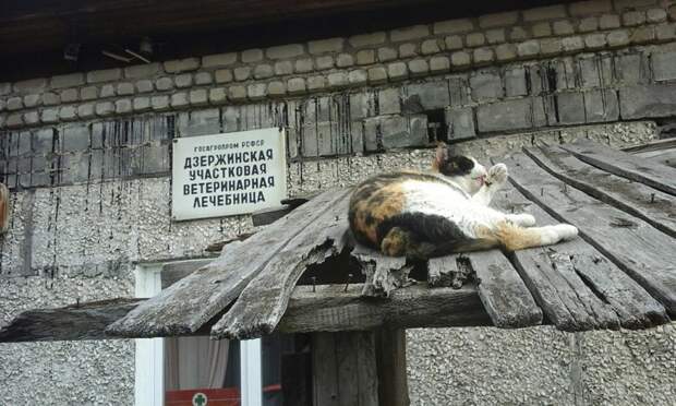 Очень колоритные уличные коты коты, окраины, улица, эстетика
