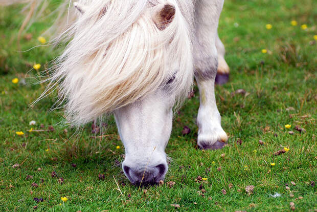 miniature-ponies-foula-island-2