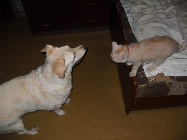 Хамура Кусаки – 2 кот и пес, котенок, питомцы