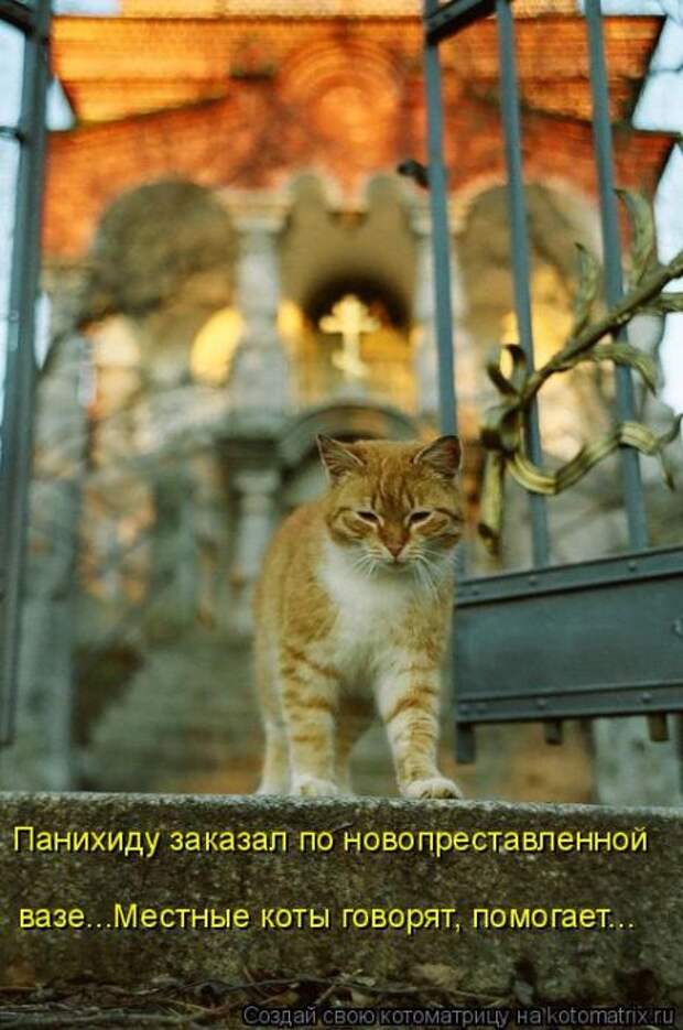 Лучшие котоматрицы недели (50 фото)