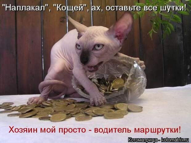 Лучшие котоматрицы недели