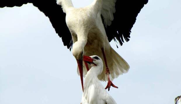 Amazing love story of one pair of storks 04