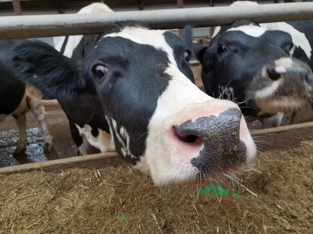 Смертельный штамм: в Китае массово забивают скот из-за неизученной формы ящура