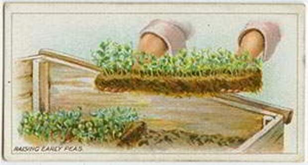 Высаживание рассады гороха: Органическая еда, натуральные продукты