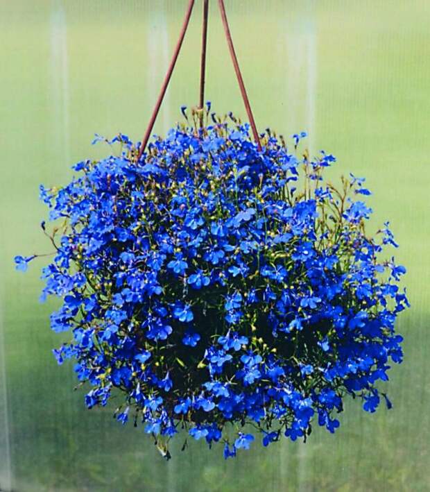 Лобелия имеет мелкие синие или голубые колокольчатые цветки