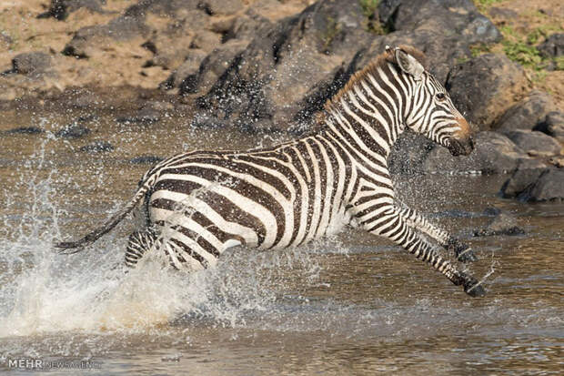 Храбрая зебра спаслась от крокодила животные, зебра, крокодил