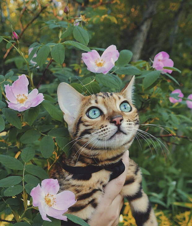 Кошка, которая путешествует больше каждого из нас Кошка, которая путешествует больше каждого из нас