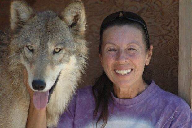 Женщина спасла трёх щенков волка от гибели… Теперь это взрослые гордые животные!