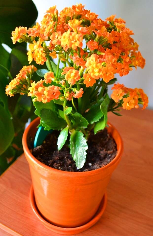 Оранжевое комнатное растение. Каланхоэ Блоссфельда. Каланхоэ оранжевый. Растение каланхоэ. Каланхоэ Блоссфельда (Kalanchoe blossfeldiana).
