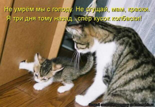 Котоматрицы(картинки с надписями)