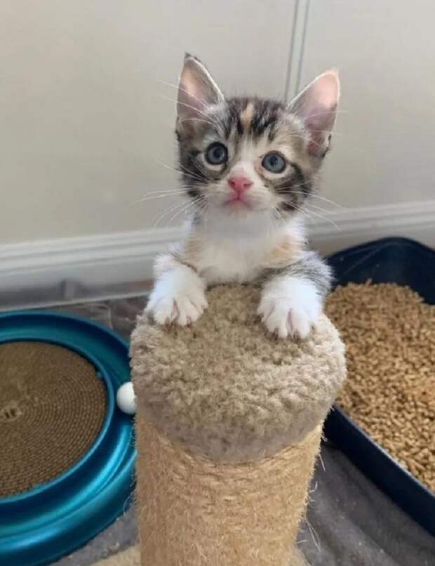 Котенок точит когти Котенок и игрушка
