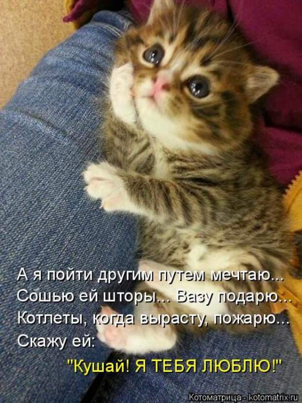 Котоматрицы (картинки с надписями)