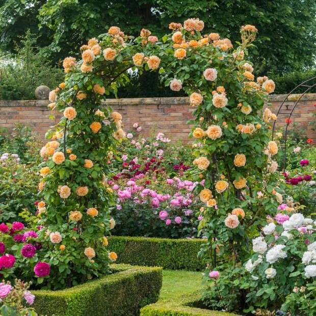 Абрикосовые розы сорта Crown Princess Margareta